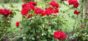 Они гниют и борются за воду: какие пары растений не рекомендуют сажать рядом