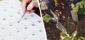 Точний календар посіву на травень 2026 року: коли висаджувати розсаду з потеплінням
