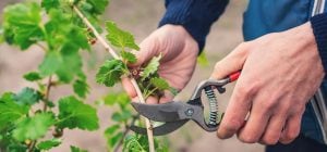 Вчені виявили, що рослини "кричать": просто ми досі їх не чули