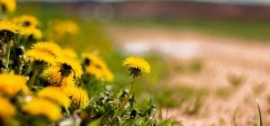 Як позбутися кульбаб на садовій ділянці: це потрібно зробити у квітні - на початку травня