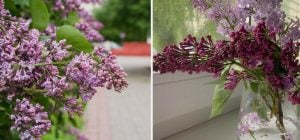 Чи можна ламати бузок насправді: садівник розповів, що буде з кущем