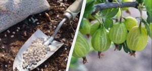 Крыжовник обожает эту весеннюю подкормку: "завалит" ягодами как никогда прежде