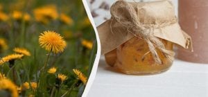 Солодке й густе, як мед: як приготувати сезонне варення з кульбаб