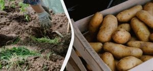 8 чудових добрив для картопляних грядок: жодних хвороб і жуків, а врожай – величезний
