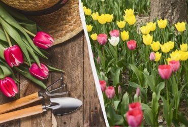 Це потрібно зробити вже зараз, інакше тюльпани не зацвітуть: як і чим їх підгодувати