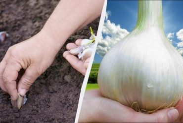 В ямку с чесноком добавляю ложку удобрения: головки вырастают размером с кулак