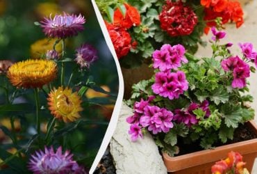 Чудово ростуть у тіні практично без догляду: 5 розкішних багаторічних рослин