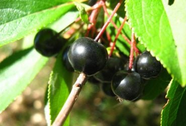 Сок этого растения укрепляет сердце и заряжает энергией: о чем идет речь и как его приготовить