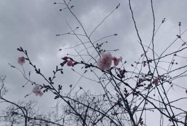 У Києві почався сезон цвітіння сакур та магнолій: де їх можна побачити