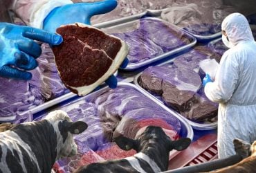 Ящур на экспорт: Россия уничтожает скот и одновременно продаёт зараженное мясо миру