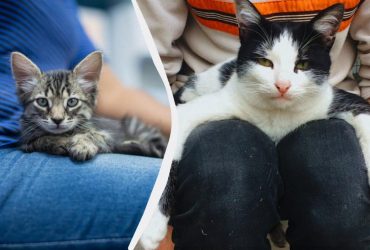 Чому кішка постійно сидить або лежить на людині: що це означає