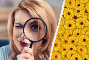 Тільки 1 з 10 людей знайде оленя на картинці за 7 секунд: дуже складна оптична ілюзія