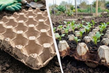 Досвідчені господині ніколи не викидають лотки від яєць: як їх використовувати на городі