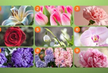 Яка квітка вам подобається найбільше: вона розповість, що робить вас особливим