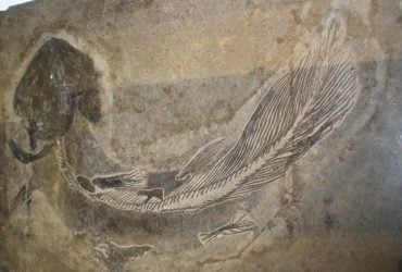 В 1938 году рыбаки поймали призрака, вымершего миллионы лет назад