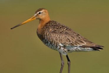 На Одещині помітили цікавого птаха, на честь якого названо астероїд (відео)