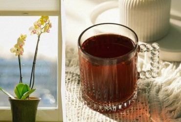 Одна кружка натурального раствора - и орхидея будет цвести постоянно: чем ее удобрить