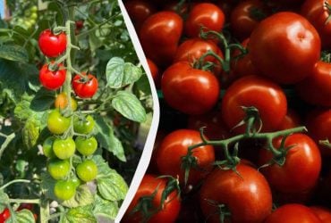 Эти 3 культуры нужно посадить рядом с помидорами: урожая будет в 5 раз больше