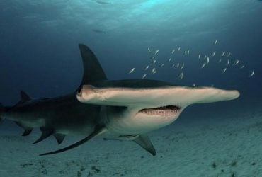 Ученые отследили 9 больших акул-молотов у берегов США: что они обнаружили