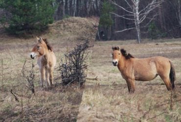 Жеребець пильнує: у районі Чорнобиля помітили сімейство рідкісних коней
