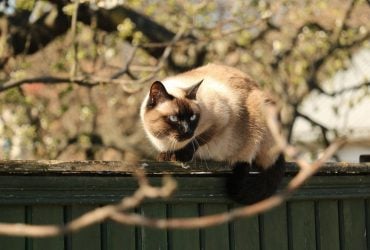 Напередодні вихідних погода в Україні нарешті почне покращуватися