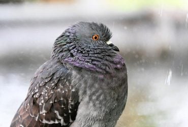 6 квітня в Києві буде останній теплий день перед різким похолоданням