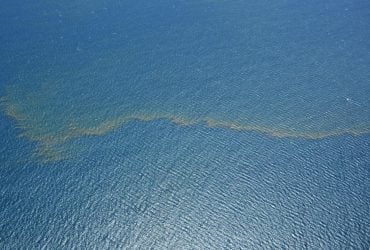 У глибинах Коралового моря знайшли сотні невідомих науці істот: що вони приховують