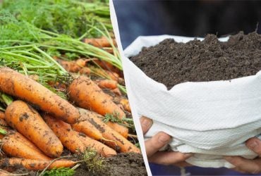 Одна добавка – і морква буде як у магазині: недорогі добрива для гарного врожаю