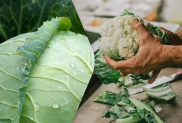 Звичайна капуста проти цвітної: експерти порівняли два овочі та назвали їхні переваги