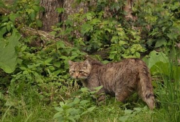 На побережье Одесской области заметили редкого хищника, который охотился на грызунов (видео)