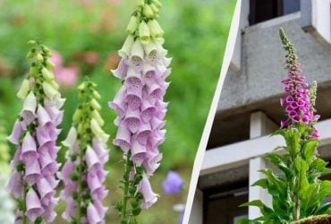 Красива садова квітка - одна з найотрутніших у світі, але вона назавжди змінила медицину