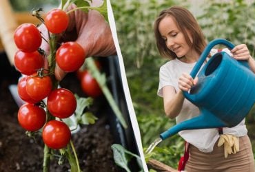 Эта ошибка убивает рассаду томатов: сколько ей нужно воды и что значит сухой полив