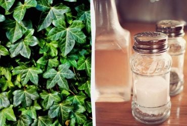 Плющ не выживет: 2 копеечных средства из кухни, которые работают за несколько дней