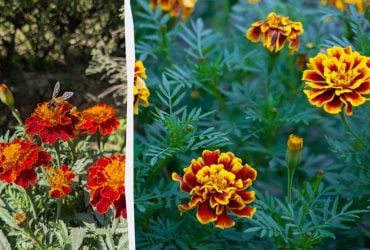 Пишно зацвітуть уже в травні: коли сіяти чорнобривці на розсаду і як це краще робити