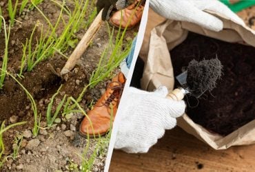 Жодна муха не сяде на вашу цибулю: як її удобрити для врожайності та захисту від шкідників