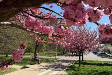 Сакури в Ужгороді 2026