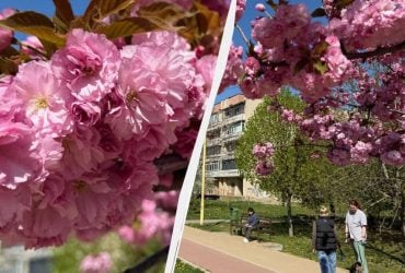 Наближається пік "рожевої весни": в Ужгороді почали масово цвісти сакури (фото)