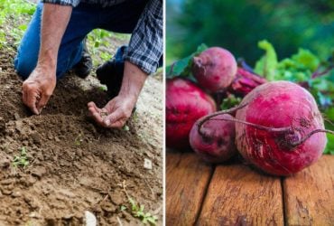 Огородники кладут это в лунку при посадке свеклы: вырастает крупной и сладкой