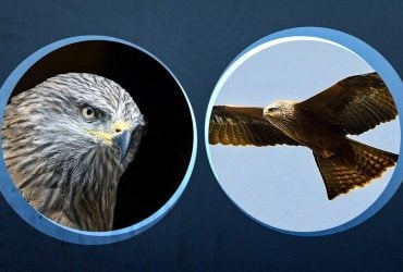 Он живет у воды и несет в гнездо мусор: орнитологи рассказали о редкой птице