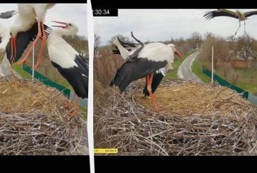 Ссора из-за дома: звездные Одарка и Грицик вернулись домой и выгнали соперников из гнезда
