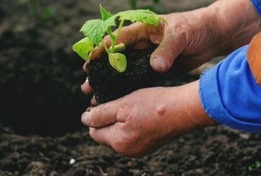 Коли і що садити на городі: народні прикмети про погоду та врожай