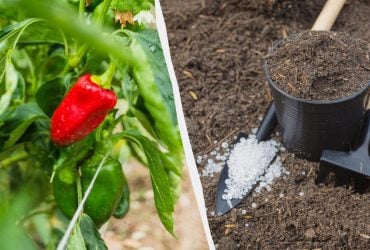 Перець приживеться менш ніж за тиждень: які добрива додати в лунку