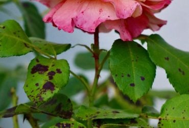 Троянди не хворітимуть, якщо посадити поруч одну квітку: яку саме