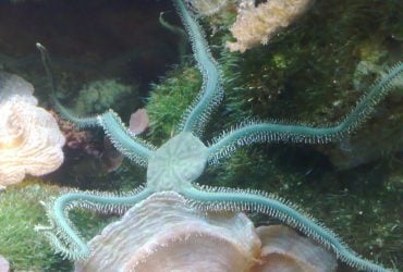 В океане заметили удивительное существо, которое отращивает утраченные щупальца (видео)