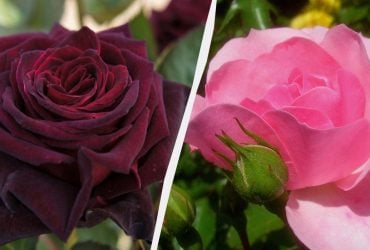 Ці троянди прикрасять будь-який сад: 5 найкрасивіших і невибагливих сортів