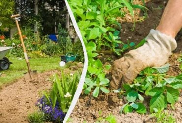 Таким способом прополювати грядки удвічі легше й швидше: бур’янів не буде взагалі