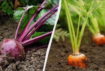 Лише 6 днів квітня підходять для посадки моркви та буряка: точний календар посіву 2026