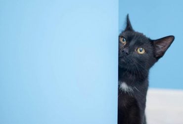 Що стиль вітання кота може розповісти про ваш зв'язок: ветеринар навела 6 прикладів