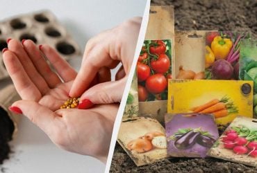 Такие семена не взойдут даже при идеальном уходе: на что обращать внимание при покупке