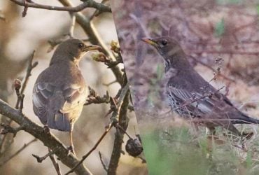 Рідкісна знахідка: у районі Чорнобиля зафіксували немісцевого дрозда